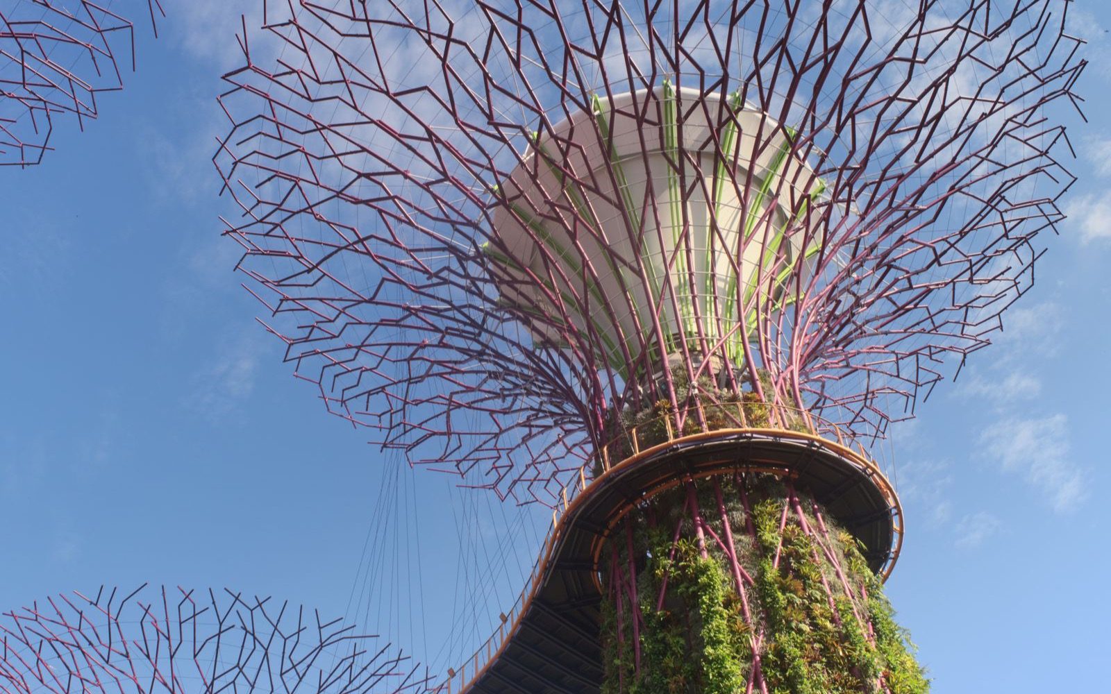 The Supertree Grove, one of Singapore's icons.