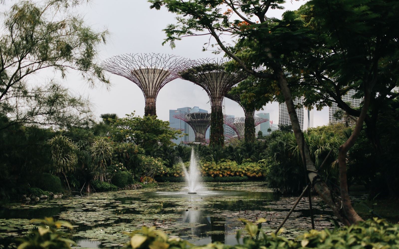 The Supertree Grove at Gardens by the Bay.